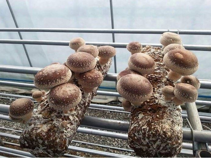 Automatic Filling Mushroom Bag Machine